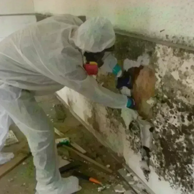 Mold Remediation and Removal in Walcott, IA